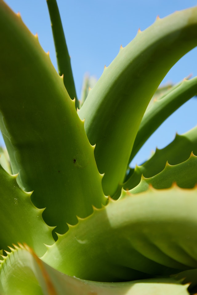 Aloe vera